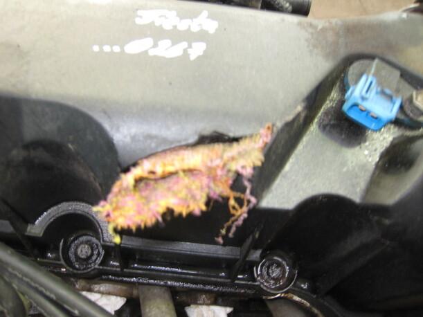 Foto: MOTOR eines Ford Fiesta 1.3