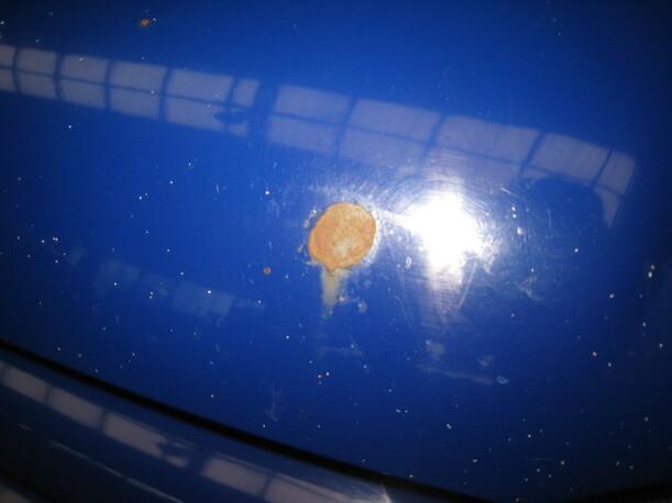 Foto: MOTORHAUBE eines Fiat Palio Weekend 75