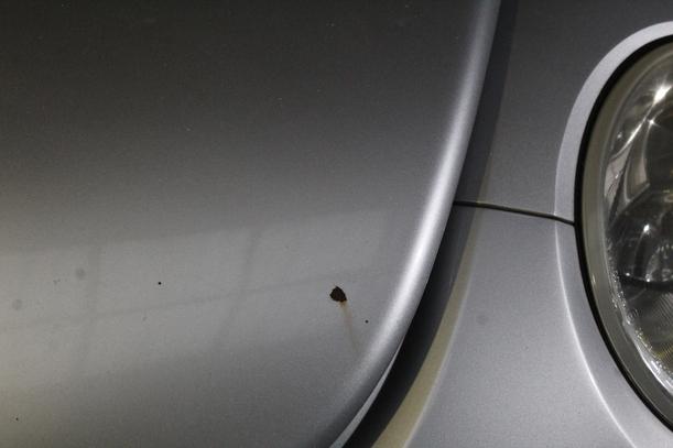 Foto: MOTORHAUBE eines VW New Beetle 2.0 TS
